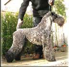 Kerry Blue Terrier de La Cadiera. Arigna Guss