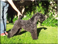 Kerry Blue Terrier de La Cadiera. Ch. Hada Madrina de La Cadiera Kerry Blue Terrier de La Cadiera. Ch. Hada Madrina de La Cadiera