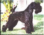 Kerry Blue Terrier de La Cadiera. Ch. Huella de La Cadiera Kerry Blue Terrier de La Cadiera. Ch. Huella de La Cadiera