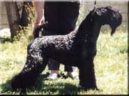 Kerry Blue Terrier de La Cadiera. Humo de La Cadiera Kerry Blue Terrier de La Cadiera. Humo de La Cadiera