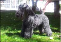 Kerry Blue Terrier de La Cadiera. Irulan de La Cadiera