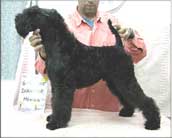 Kerry Blue Terrier de La Cadiera. Ch. Ivanhoe de La Cadiera Kerry Blue Terrier de La Cadiera. Ch. Ivanhoe de La Cadiera
