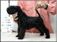 Kerry Blue Terrier de La Cadiera. Izando Banderas de La Cadiera Kerry Blue Terrier de La Cadiera. Izando Banderas de La Cadiera