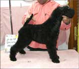 Kerry Blue Terrier de La Cadiera. Multi Ch.WW. Jacinta de La Cadiera Kerry Blue Terrier de La Cadiera. Multi Ch.WW. Jacinta de La Cadiera