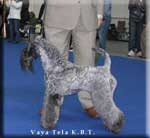 Kerry Blue Terrier de La Cadiera. Multi Ch. Kerrydom Court Justine de La Cadiera Kerry Blue Terrier de La Cadiera. Multi Ch. Kerrydom Court Justine de La Cadiera