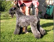 Kerry Blue Terrier de La Cadiera. Cluainglas Ringleader (Kerry)