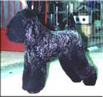 Kerry Blue Terrier de La Cadiera. Ch. Kim Bassinguer de La Cadiera Kerry Blue Terrier de La Cadiera. Ch. Kim Bassinguer de La Cadiera