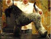 Kerry Blue Terrier de La Cadiera. Ch. Quick Silver de La Cadiera