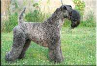 Kerry Blue Terrier de La Cadiera. Kirina Knight de La Cadiera