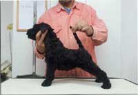 Kerry Blue Terrier de La Cadiera. La Bellucci de La Cadiera Kerry Blue Terrier de La Cadiera. La Bellucci de La Cadiera
