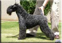 Kerry Blue Terrier de La Cadiera. La Juli de La Cadiera Kerry Blue Terrier de La Cadiera. La Juli de La Cadiera