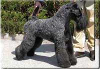 Kerry Blue Terrier de La Cadiera. Ch. Arigna Anu at La Cadiera Kerry Blue Terrier de La Cadiera. Ch. Arigna Anu at La Cadiera