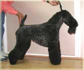 Kerry Blue Terrier de La Cadiera. La Condesa Carina de La Cadiera