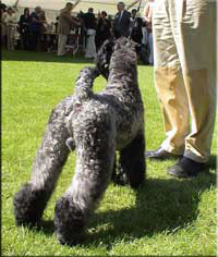 Kerry Blue Terrier de La Cadiera. Multi Ch. Leto Atreides de La Cadiera Kerry Blue Terrier de La Cadiera. Multi Ch. Leto Atreides de La Cadiera