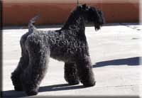 Kerry Blue Terrier de La Cadiera. Multi Ch. Leto Atreides de La Cadiera Kerry Blue Terrier de La Cadiera. Multi Ch. Leto Atreides de La Cadiera