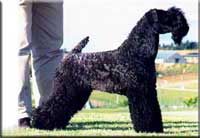 Kerry Blue Terrier de La Cadiera. Multi Ch. Ibiut Prays Blue at La Cadiera Kerry Blue Terrier de La Cadiera. Multi Ch. Ibiut Prays Blue at La Cadiera