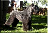 Kerry Blue Terrier de La Cadiera. Multi Ch. Lolita de La Cadiera at Bluemont Kerry Blue Terrier de La Cadiera. Multi Ch. Lolita de La Cadiera at Bluemont