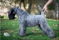Kerry Blue Terrier de La Cadiera. Luz de Luna de La Cadiera