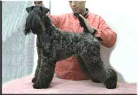 Kerry Blue Terrier de La Cadiera. Multi Ch. Flor de Azahar de La Cadiera Kerry Blue Terrier de La Cadiera. Multi Ch. Flor de Azahar de La Cadiera