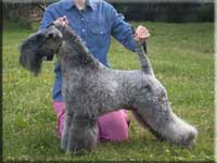 Kerry Blue Terrier de La Cadiera. "Jr. Ch. & Ch. Vesennyaya Siren"
