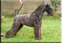 Kerry Blue Terrier de La Cadiera. Quinta-Esencia de La Cadiera