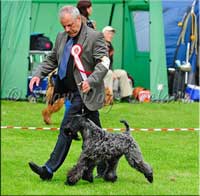 Kerry Blue Terrier de La Cadiera. Namor de La Cadiera at Clanciarrai Kerry Blue Terrier de La Cadiera. Namor de La Cadiera at Clanciarrai