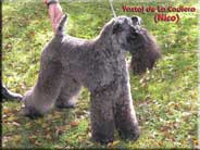Kerry Blue Terrier de La Cadiera. Ch. Yaztal de La Cadiera Kerry Blue Terrier de La Cadiera. Ch. Yaztal de La Cadiera