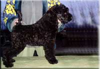 Kerry Blue Terrier de La Cadiera. Ultra Azul de La Cadiera Kerry Blue Terrier de La Cadiera. Ultra Azul de La Cadiera
