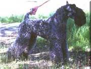 Kerry Blue Terrier de La Cadiera. W.Ch.Jr. Gaeltacht Gorm Tiarna Kerry Blue Terrier de La Cadiera. W.Ch.Jr. Gaeltacht Gorm Tiarna