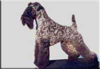 Kerry Blue Terrier de La Cadiera. Multi Ch. Olido Vom Landsberg Kerry Blue Terrier de La Cadiera. Multi Ch. Olido Vom Landsberg