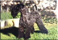 Kerry Blue Terrier de La Cadiera. Multi Multi Ch. Arigna Oskar at La Cadiera Kerry Blue Terrier de La Cadiera. Multi Multi Ch. Arigna Oskar at La Cadiera