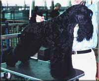 Kerry Blue Terrier de La Cadiera. Único de La Cadiera