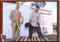 Kerry Blue Terrier de La Cadiera. Multi Ch. El Padrino de La Cadiera. Kerry Blue Terrier de La Cadiera.