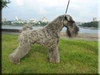 Kerry Blue Terrier de La Cadiera. "Jr. Ch. & Ch. Ekstrim Show Velidiy Gsudar Lubvi"