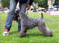 Kerry Blue Terrier de La Cadiera. Multi Ch. La Reina de Saba de La Cadiera Kerry Blue Terrier de La Cadiera. Multi Ch. La Reina de Saba de La Cadiera