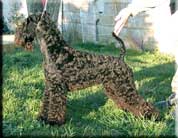 Kerry Blue Terrier de La Cadiera. Etiqueta-Azul de La Cadiera Kerry Blue Terrier de La Cadiera. Etiqueta-Azul de La Cadiera