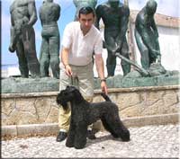 Kerry Blue Terrier de La Cadiera. Ch. Arkama Rockafella at Kebulak ahora Kerry Blue Terrier de La Cadiera. Ch. Arkama Rockafella at Kebulak ahora