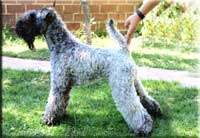Kerry Blue Terrier de La Cadiera. Simply Irresistible de La Cadiera Kerry Blue Terrier de La Cadiera. Simply Irresistible de La Cadiera