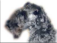 Kerry Blue Terrier de La Cadiera. Simply the Best de La Cadiera