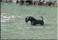 Kerry Blue Terrier de La Cadiera. Bashar Miles Teg de La Cadiera. (Siruis) Kerry Blue Terrier de La Cadiera. Bashar Miles Teg de La Cadiera. (Siruis)
