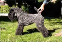 Kerry Blue Terrier de La Cadiera. Nenufar Urdina de La Cadiera Kerry Blue Terrier de La Cadiera. Nenufar Urdina de La Cadiera