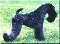 Kerry Blue Terrier de La Cadiera. Ch. Scarlett O Kerry Blue Terrier de La Cadiera. Ch. Scarlett O