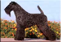 Kerry Blue Terrier de La Cadiera. Ch. Terciopelo Azul de La Cadiera Kerry Blue Terrier de La Cadiera. Ch. Terciopelo Azul de La Cadiera