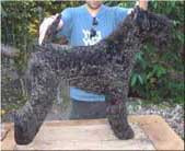 Kerry Blue Terrier de La Cadiera. Ch. Tao de La Cadiera Kerry Blue Terrier de La Cadiera. Ch. Tao de La Cadiera