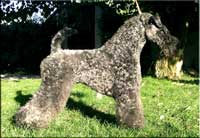 Kerry Blue Terrier de La Cadiera. Jr. Ch. Dinnyesvarosi MotorHead de La Cadiera Kerry Blue Terrier de La Cadiera. Jr. Ch. Dinnyesvarosi MotorHead de La Cadiera