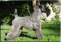 Kerry Blue Terrier de La Cadiera. Jr. Ch. Don Mendo de La Cadiera (Tim) Kerry Blue Terrier de La Cadiera. Jr. Ch. Don Mendo de La Cadiera (Tim)