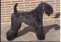 Kerry Blue Terrier de La Cadiera. Multi Ch. Tologano de La Cadiera Kerry Blue Terrier de La Cadiera. Multi Ch. Tologano de La Cadiera