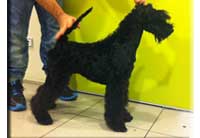 Kerry Blue Terrier de La Cadiera. Zarazushtra de La Cadiera Kerry Blue Terrier de La Cadiera. Zarazushtra de La Cadiera