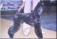 Kerry Blue Terrier de La Cadiera. Ubabuluba Balambambu de La Cadiera