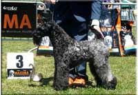 Kerry Blue Terrier de La Cadiera. Vin Diesel de La Cadiera